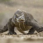 Kadal Raksasa Atau Hewan Komodo Yang Berbahaya