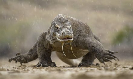 Kadal Raksasa Atau Hewan Komodo Yang Berbahaya