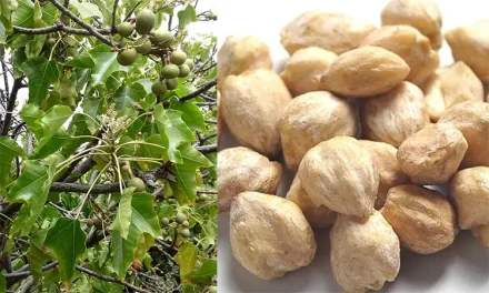 Pemanfaatan Pohon Kemiri Yang Mengambil Bagian Bijinya