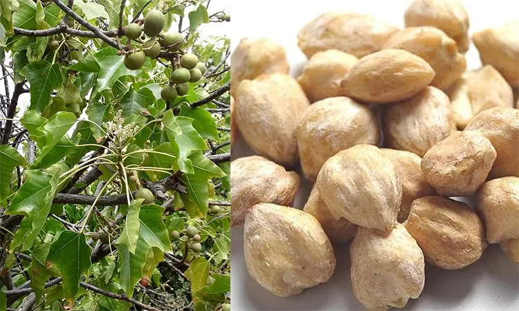 Pemanfaatan Pohon Kemiri Yang Mengambil Bagian Bijinya