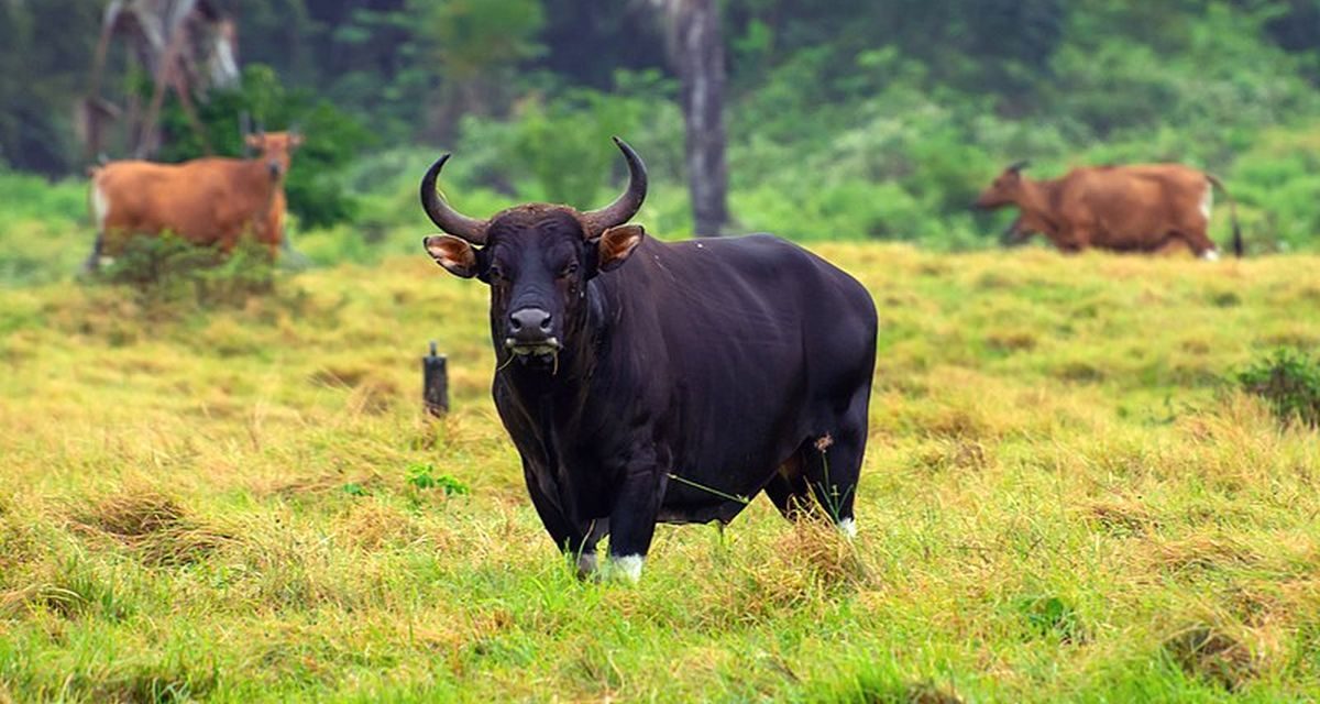 Mamalia Darat Besar Seekor Banteng Liar Asia