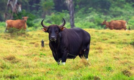 Mamalia Darat Besar Seekor Banteng Liar Asia
