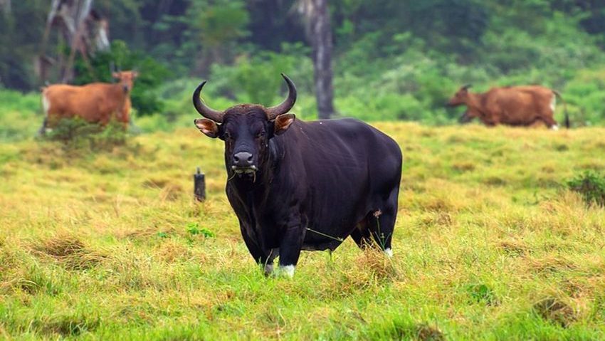 Mamalia Darat Besar Seekor Banteng Liar Asia