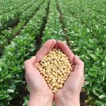 Tanaman Edamame Sebuah Tumbuh Kacang Kedelai Muda