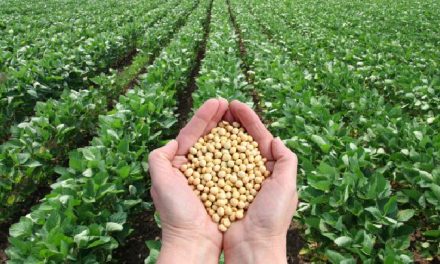 Tanaman Edamame Sebuah Tumbuh Kacang Kedelai Muda