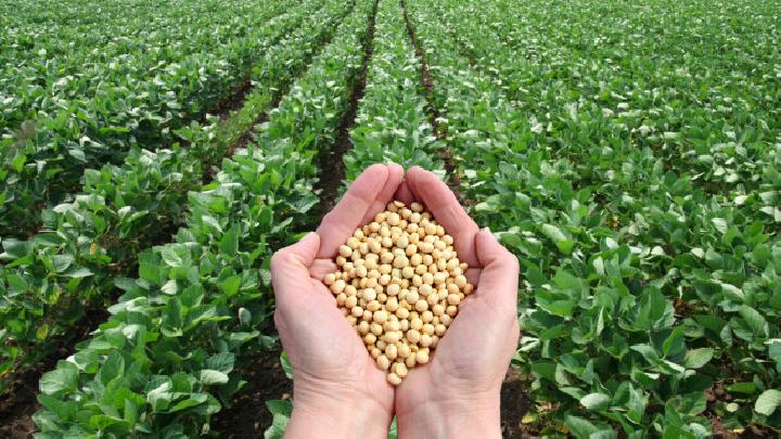 Tanaman Edamame Sebuah Tumbuh Kacang Kedelai Muda