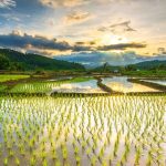 Penanaman Lahan Sawah Sebagai Tempat Padi Tumbuh