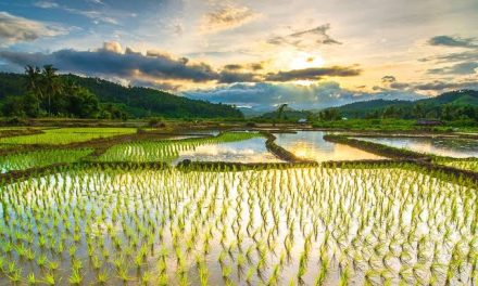 Penanaman Lahan Sawah Sebagai Tempat Padi Tumbuh