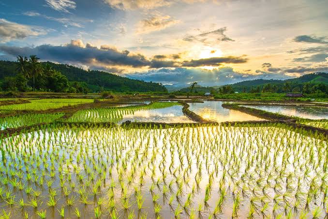 Penanaman Lahan Sawah Sebagai Tempat Padi Tumbuh